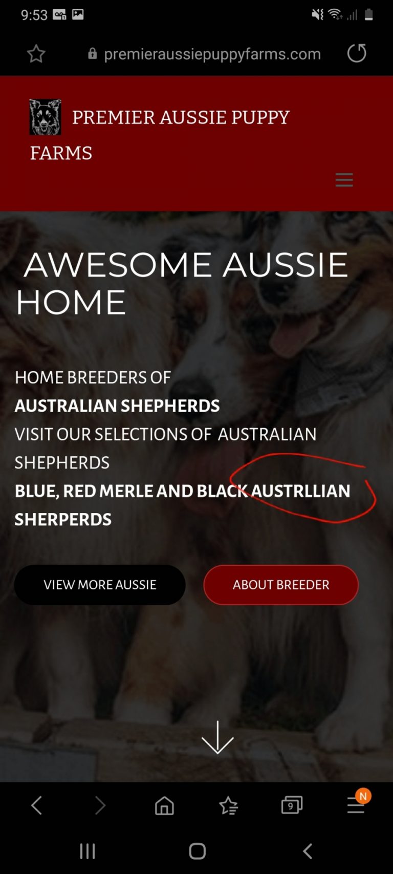 Premier Aussie Puppy Farm