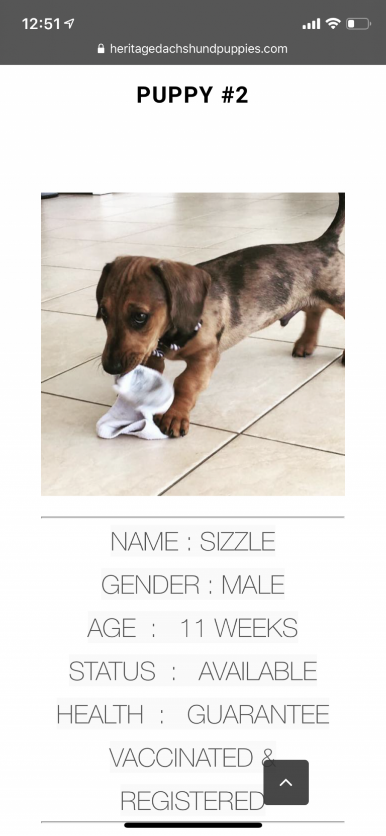 Heritage Dachshund Puppies